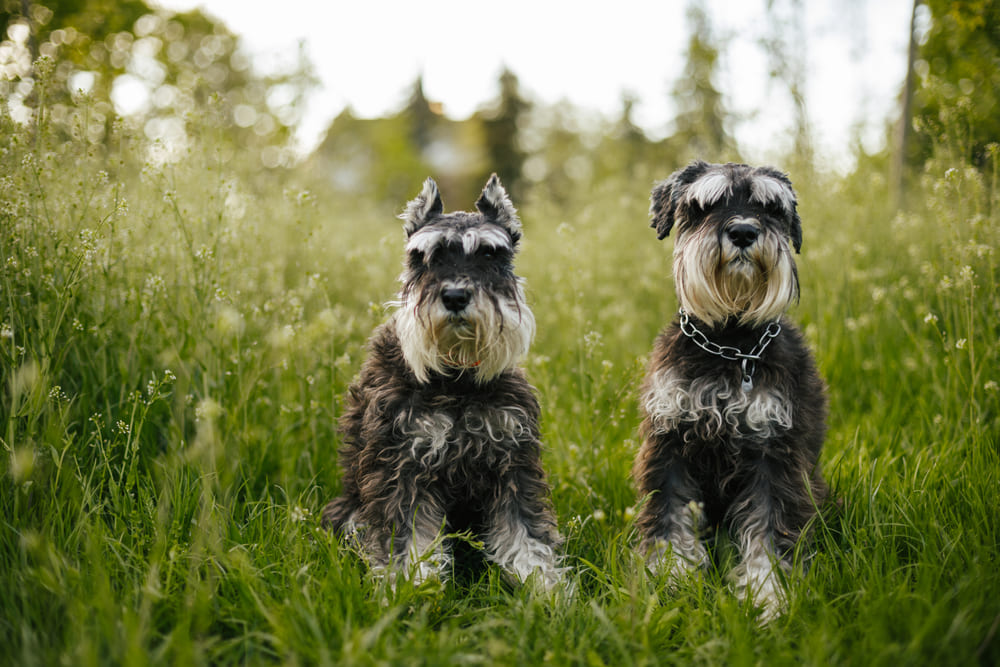 У цвергшнауцеров встречаются болезни сердца