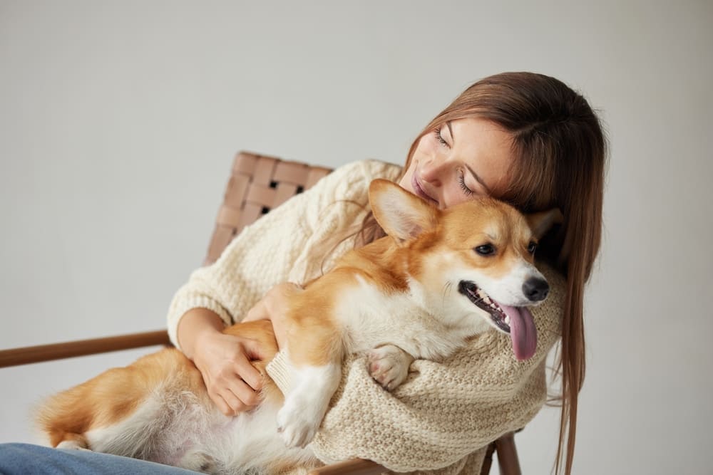То, сколько прожил корги, можно сравнить с человеческим возрастом