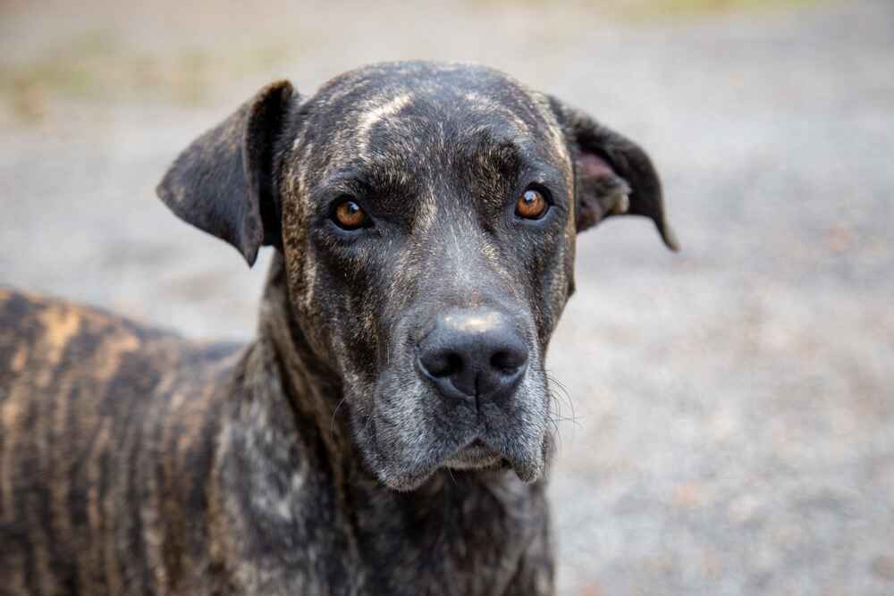Бразильский фила отличается преданностью