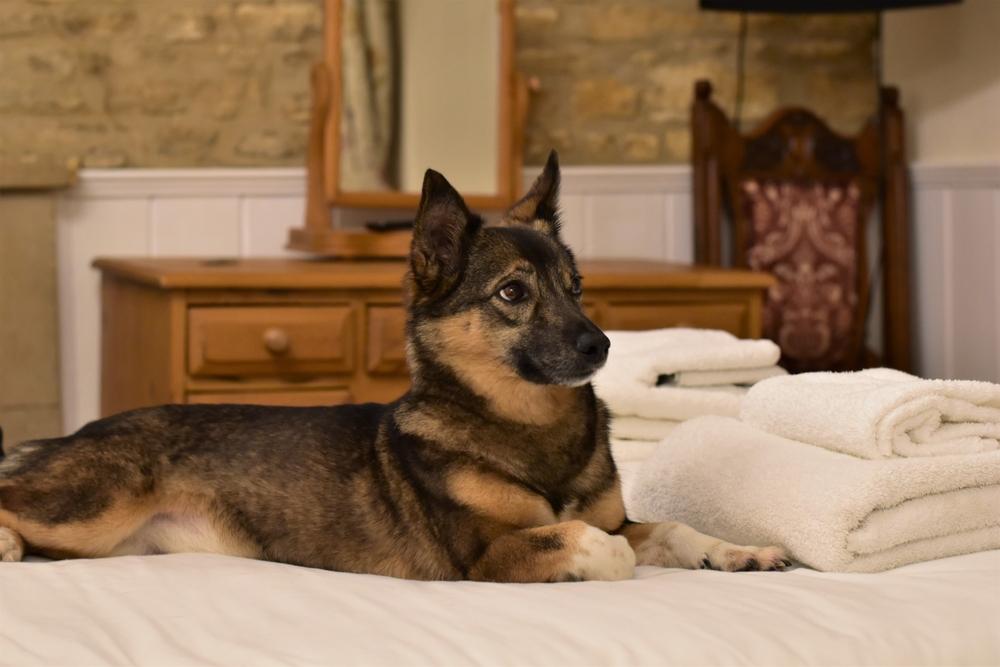 Возможные заболевания шведского вальхунда