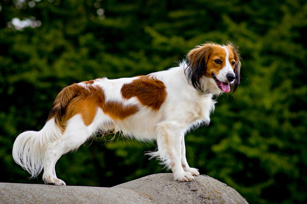 Коикерхондье лучше приобретать в питомнике