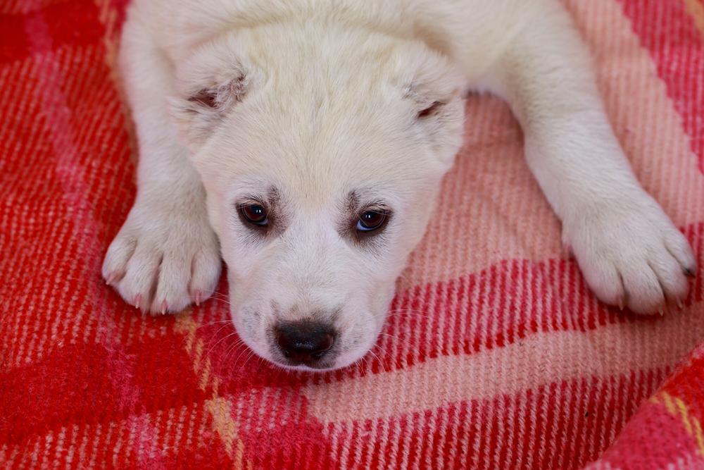 Как назвать алабая-девочку Как назвать алабая-девочку