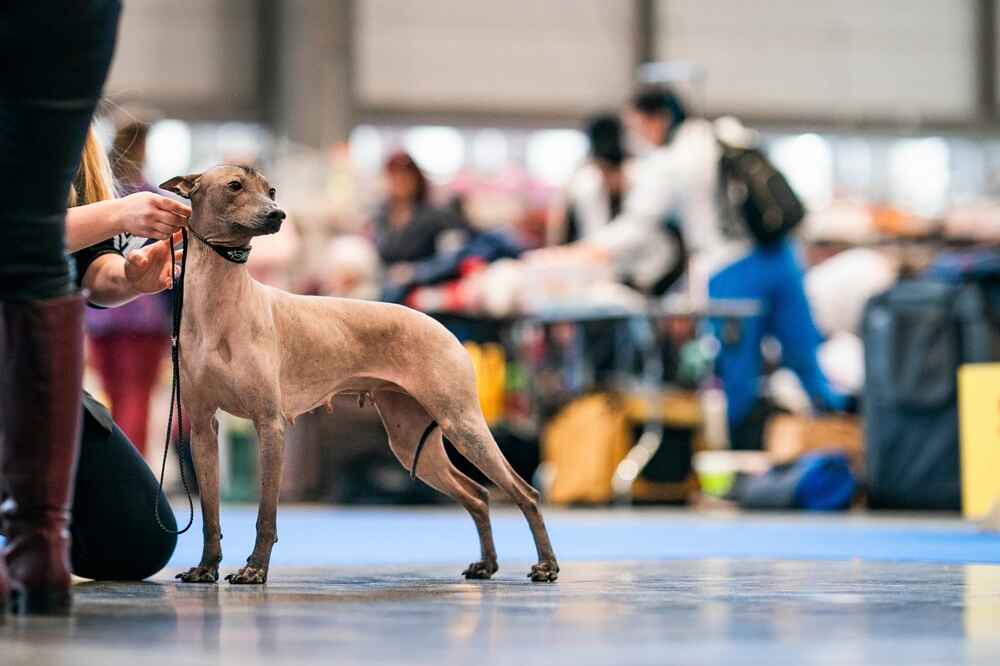 Половая принадлежность особо не влияет на то, сколько проживет ксолоитцкуинтли