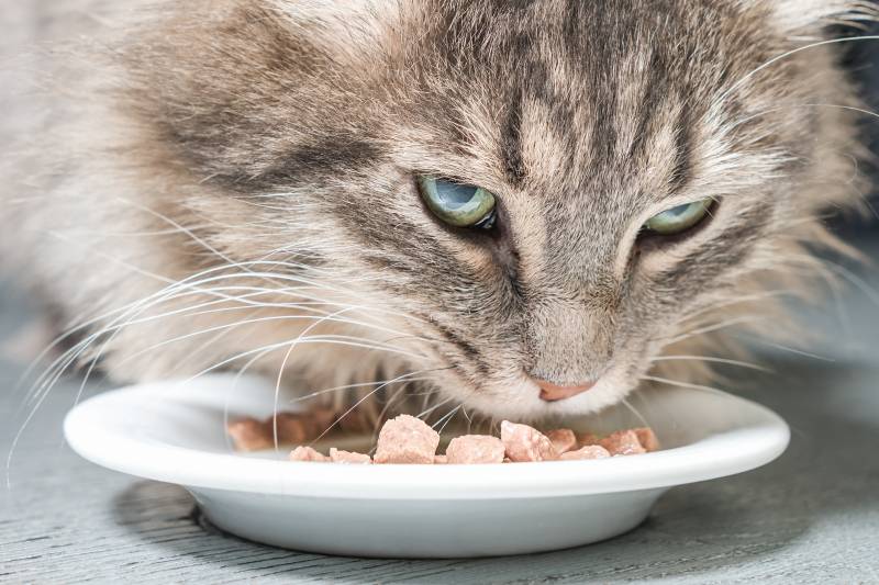 Сколько раз в день надо кормить взрослую кошку или кота