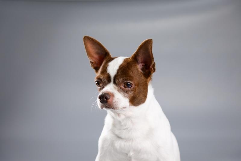 Бывает ли аллергия на чихуахуа?