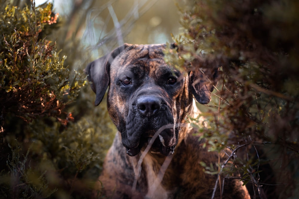 Канарские доги – в меру активные собаки