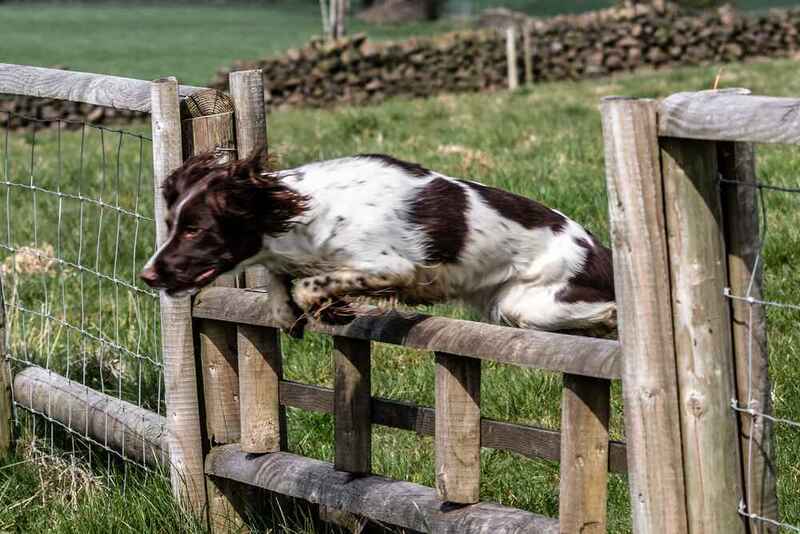 Кокер прыгает