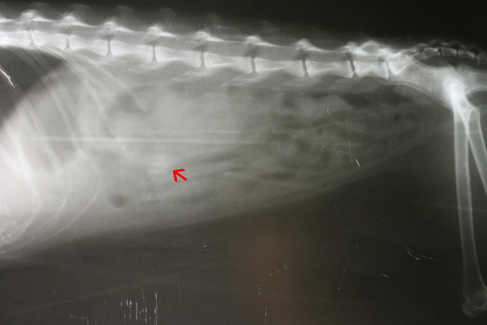 Симптомы закупорки кишечника у кошек Симптомы закупорки кишечника у кошек
