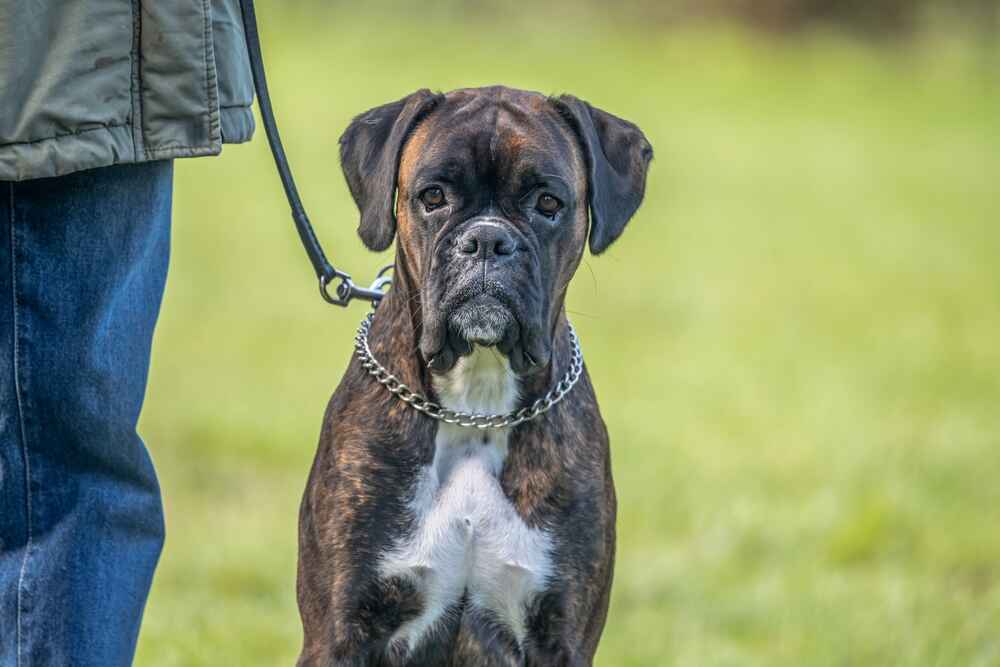 Владельцу важно знать, сколько живут собаки боксеры
