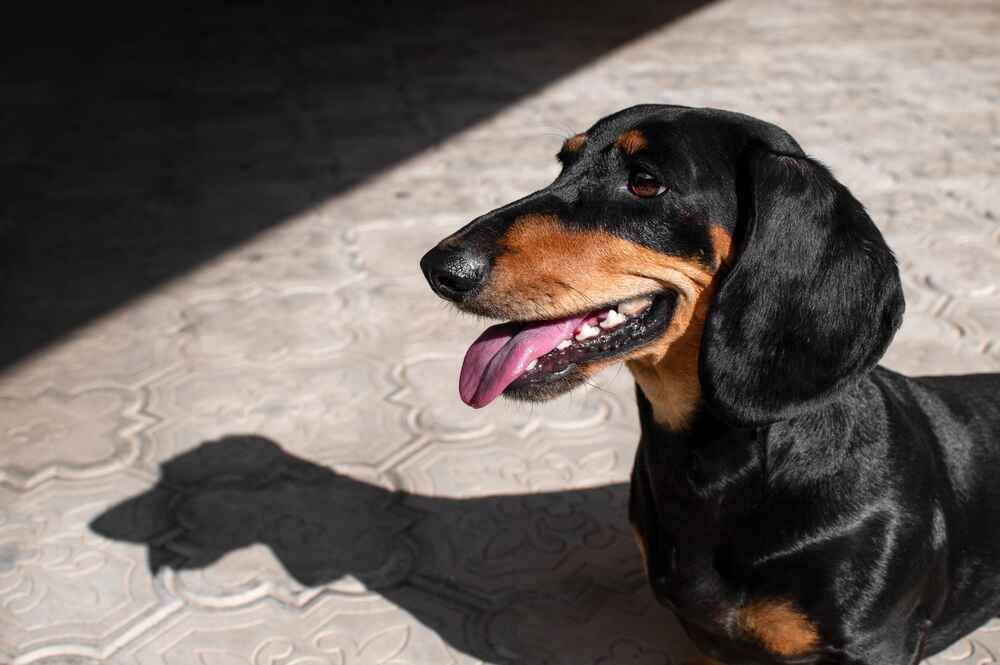 Человеку важно знать, сколько длится беременность у таксы