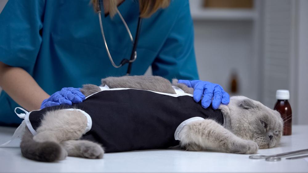 стерилизация кошки уколом