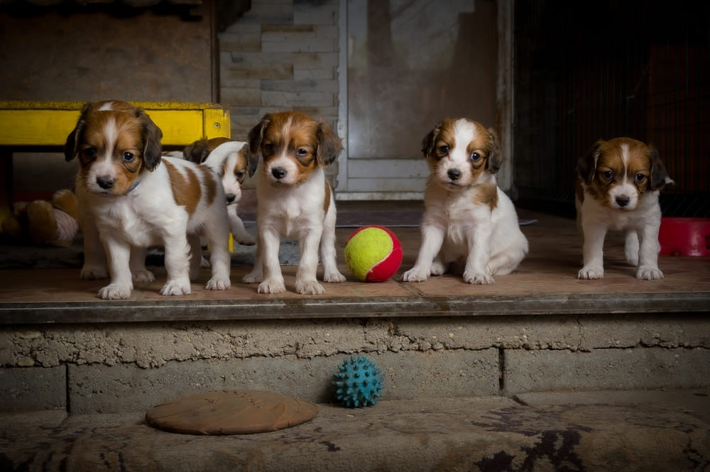 Коикерхондье нуждается в дрессировке