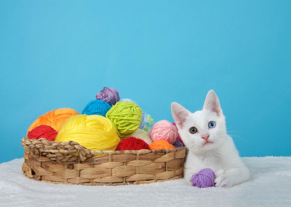 Породы кошек чисто белого цвета: као мани