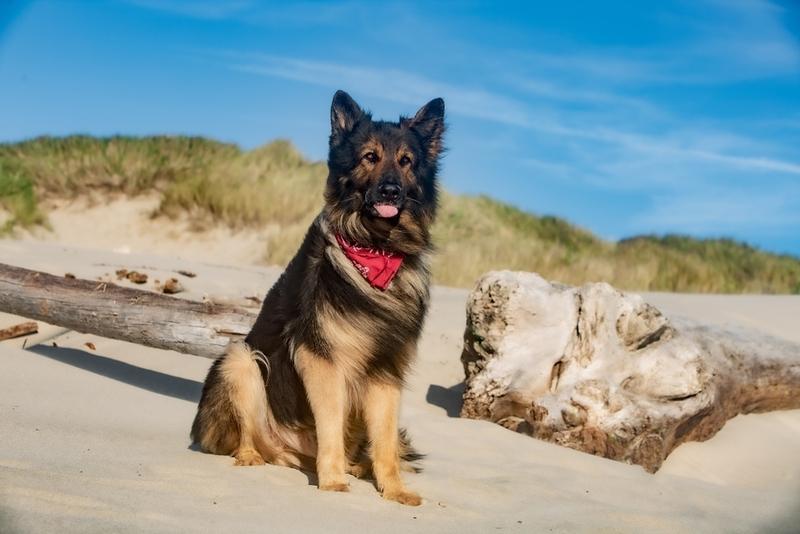 Когда немецкая овчарка достигнет своего конечного веса?