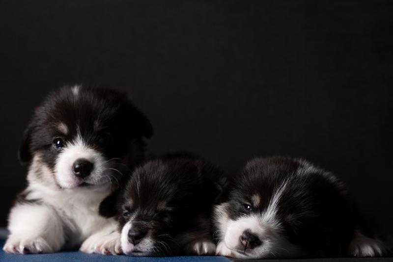 Три черных корги