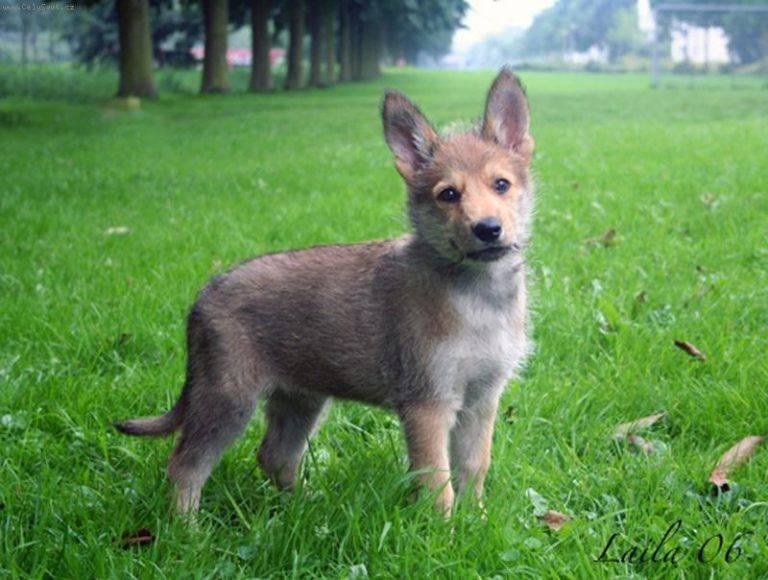 Советы по выбору щенка пикардийской овчарки