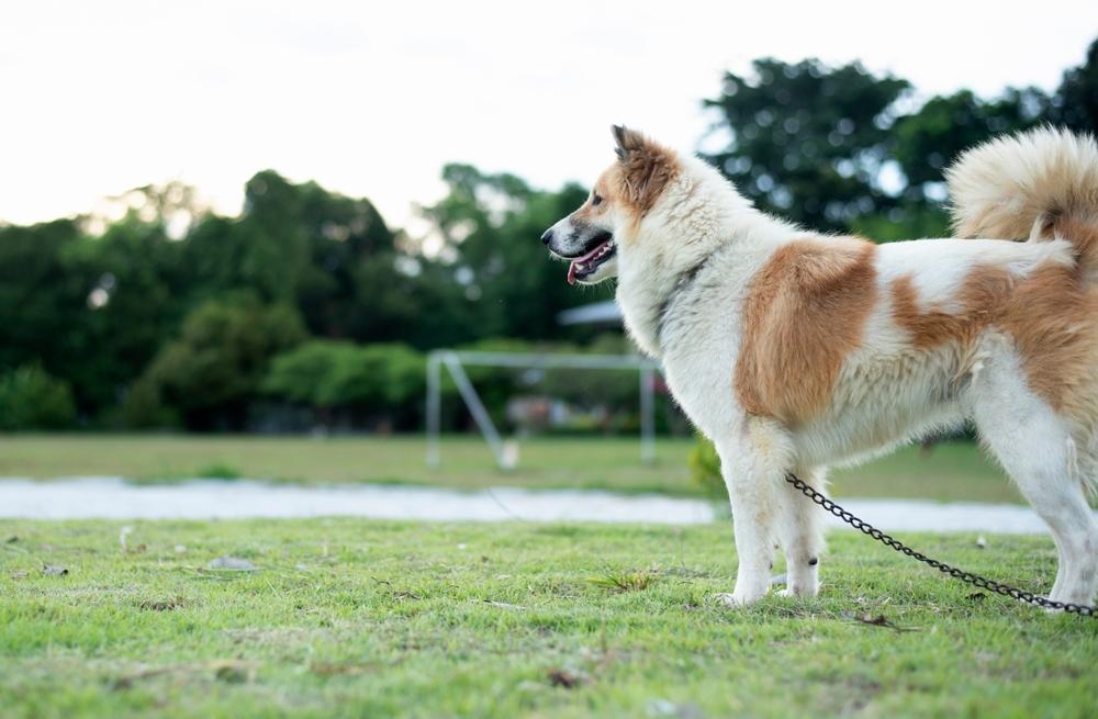 Ключевые факты о тайском бангку