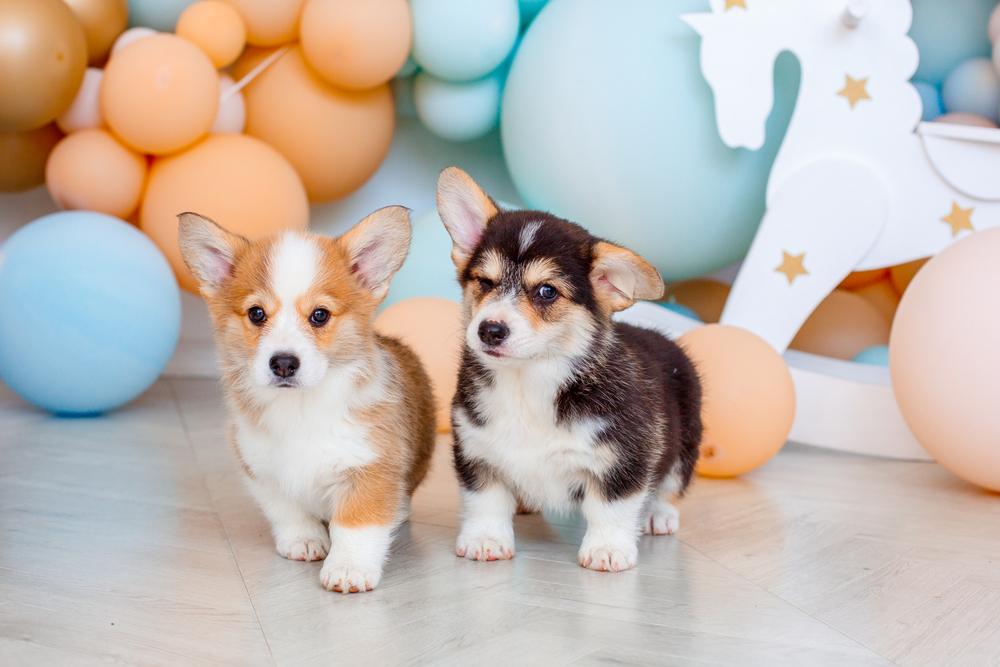 Какого щенка корги выбрать? Какого щенка корги выбрать?