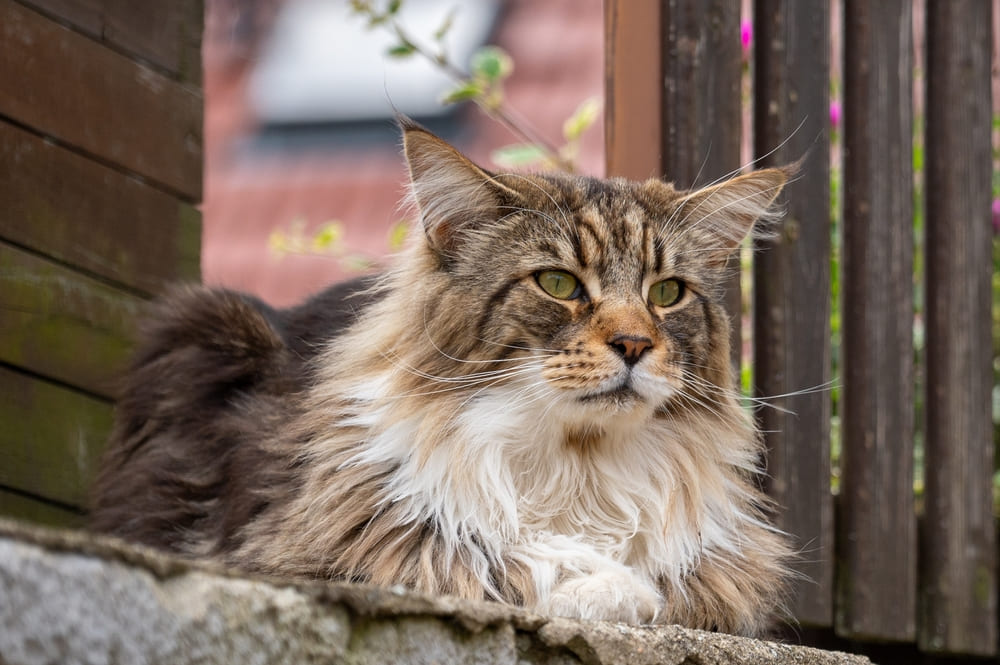 Перед вязкой мейн-куну проводят проверку здоровья