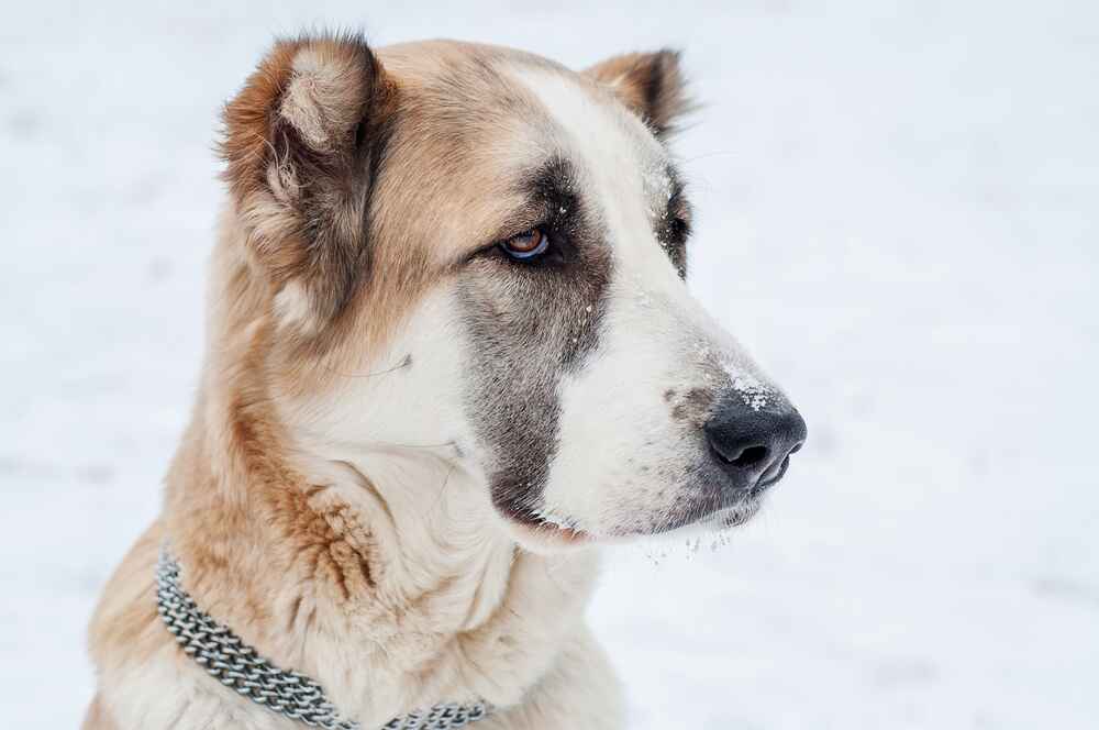 Вес алабая зависит от многих факторов