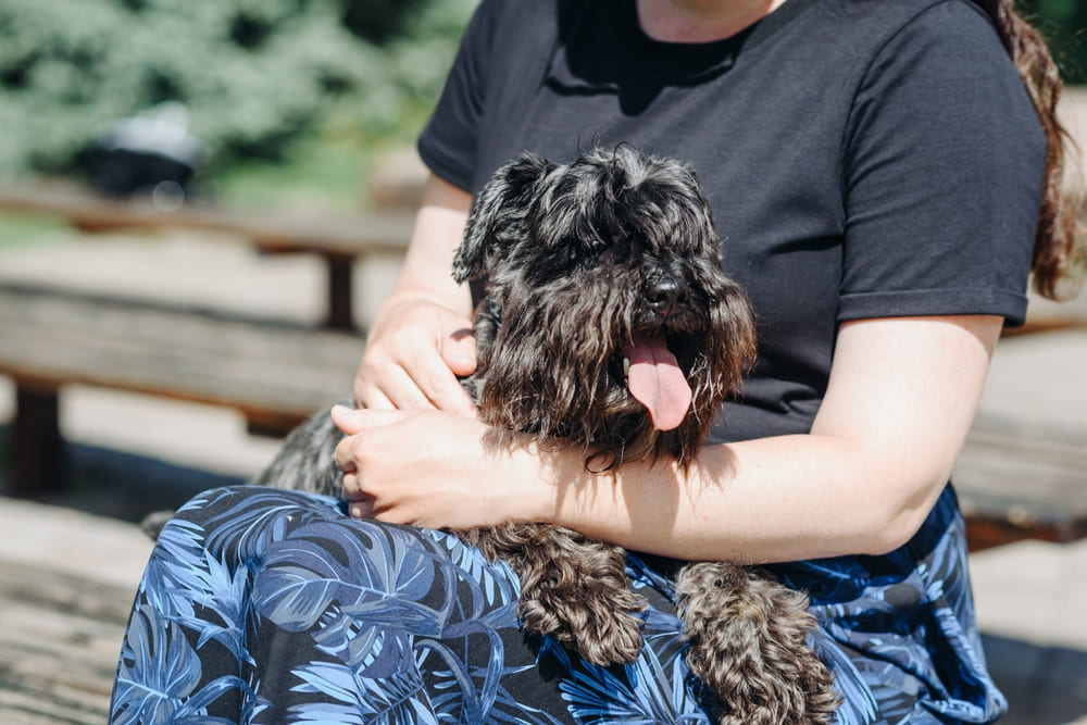 Течка у цвергшнауцера сопровождается изменением аппетита