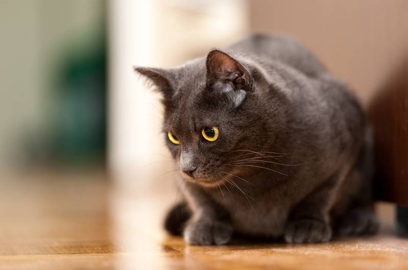 Самые редкие породы кошек в мире: шартрез