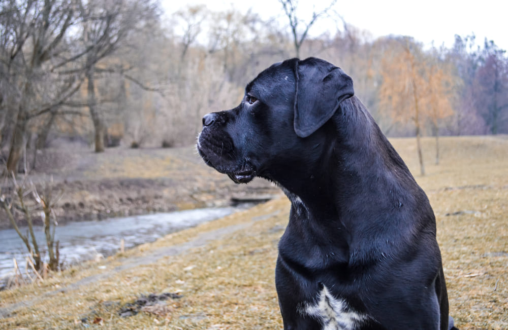 Первая течка у кане-корсо свидетельствует о половом созревании