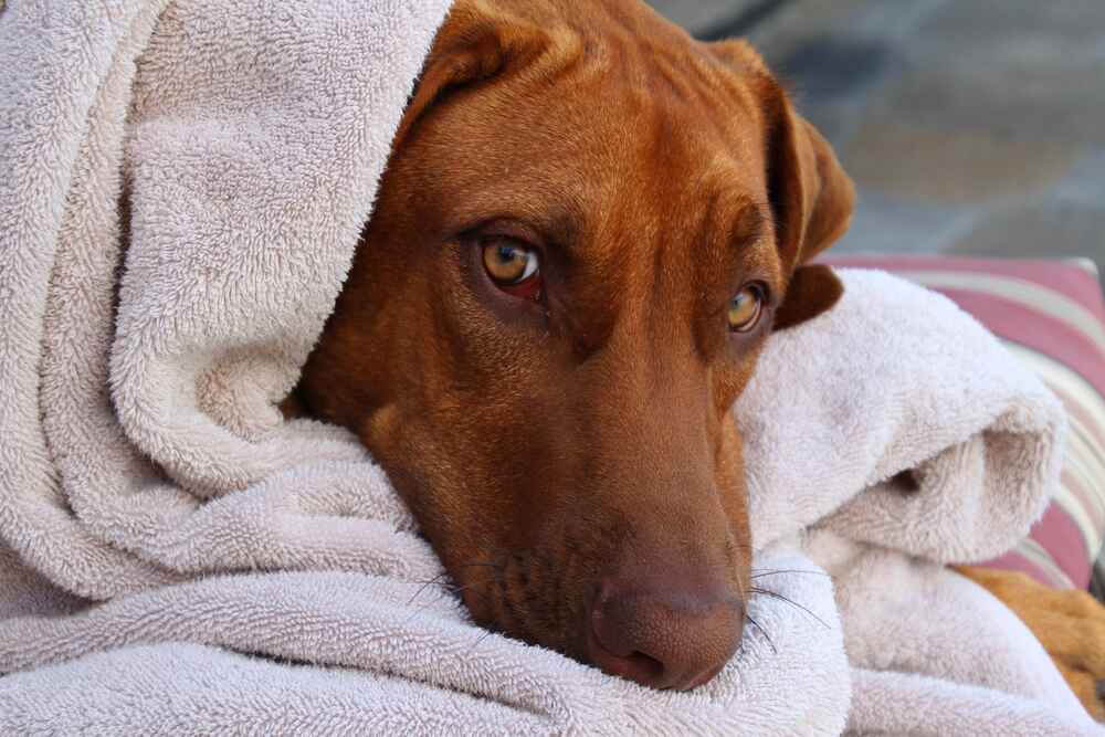 Риджбек в полотенце