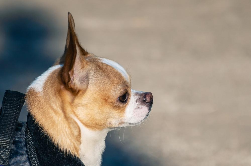 Разве чихуахуа злые?