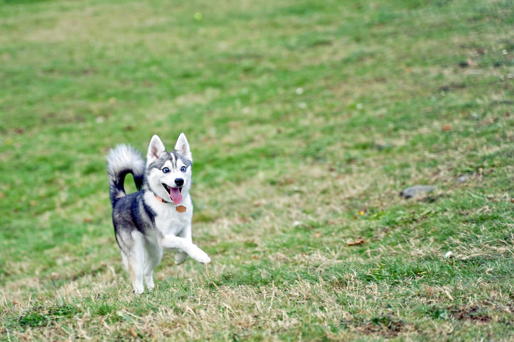Аляскинские кли-каи имеют характерные болезни
