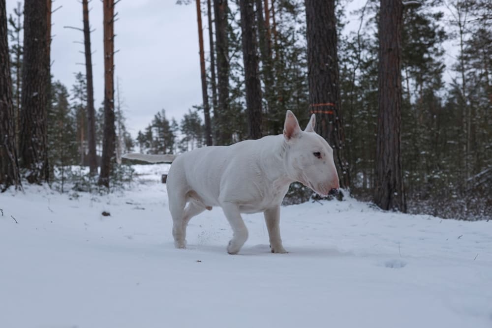 Бультерьер нуждается в уходе