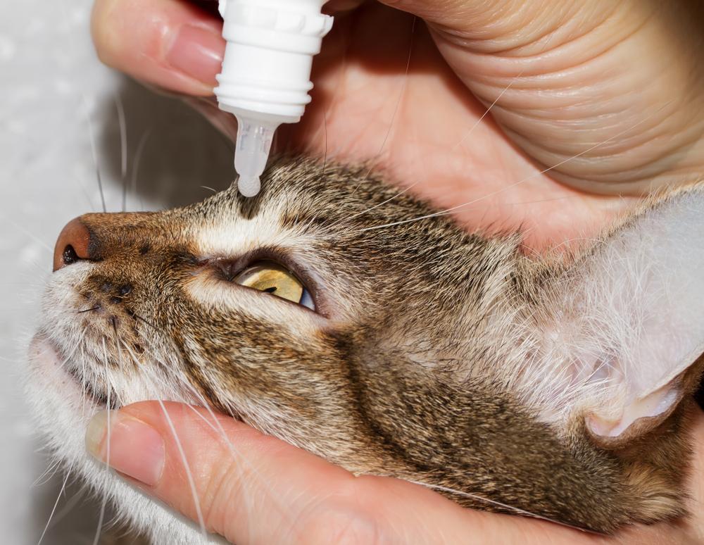 Может ли человек заразиться конъюнктивитом от кошки