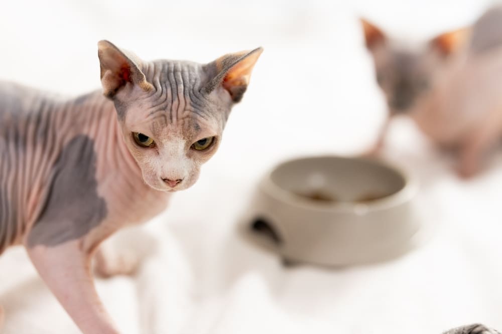 Владельцу важно знать, сколько длится беременность у сфинкса