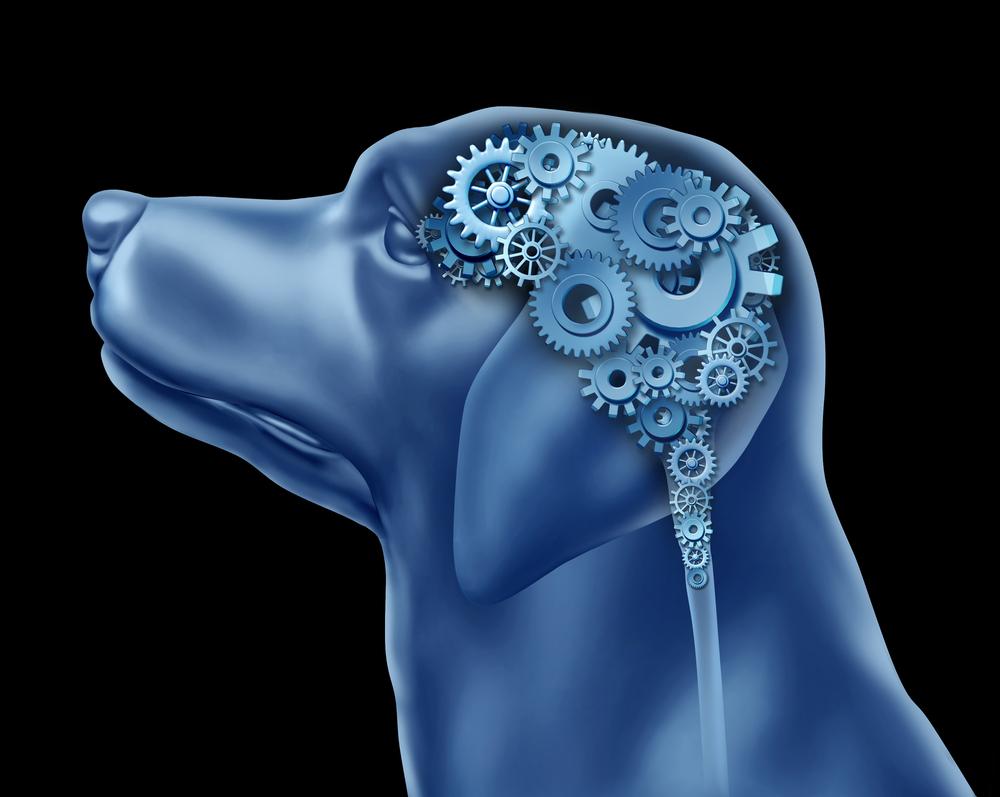 Особенности строения мозга собак Особенности строения мозга собак