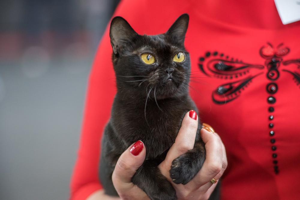 История происхождения бомбейской кошки 