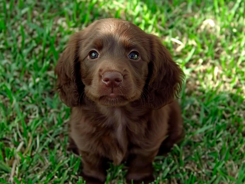 Дрессировать суссекс-спаниеля нужно с раннего возраста