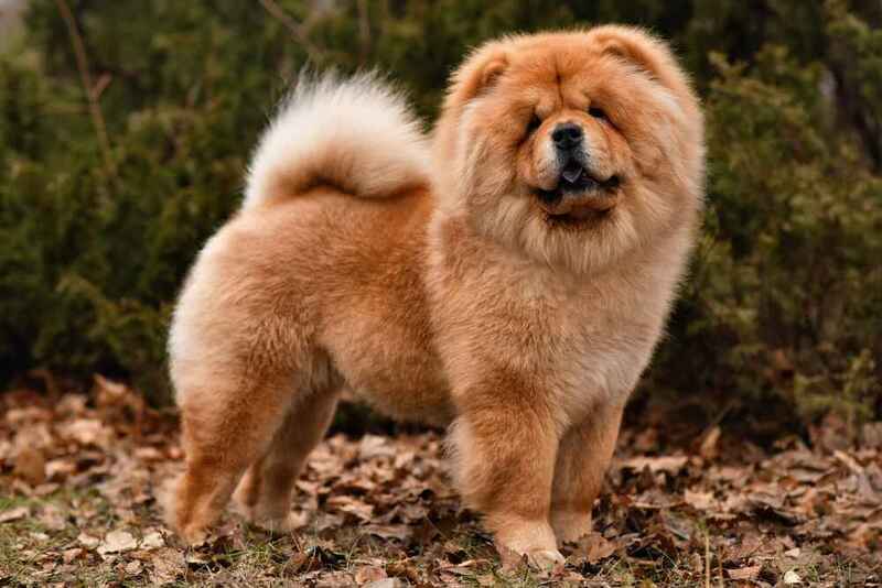 Вес чау-чау стабилизируется к 1,5 годам