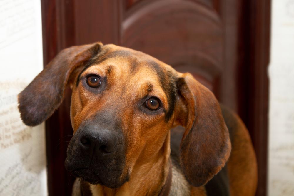 Здоровье и болезни шиллерстёваре