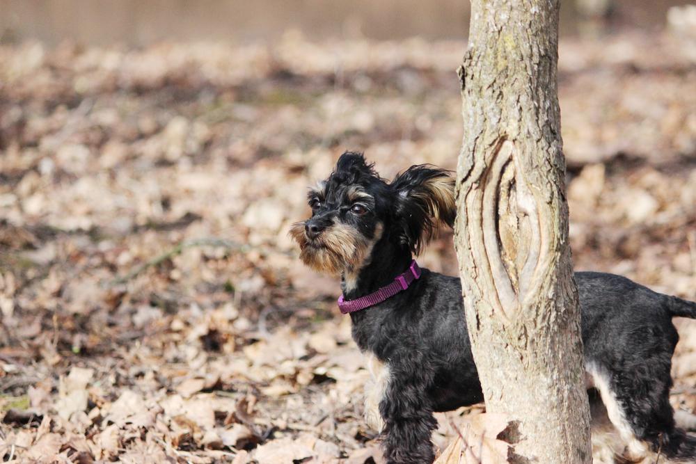 Выгул и активность петербургской орхидеи 