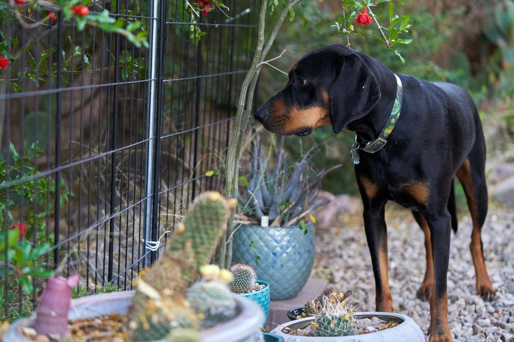 Выгул и активность черно-подпалого кунхаунда