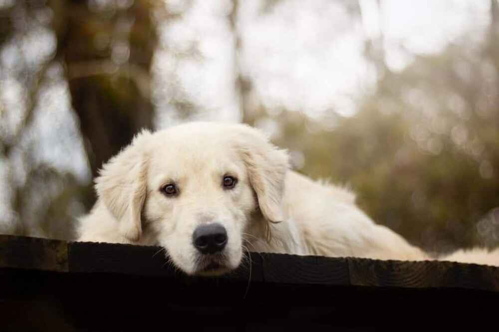 Какова история словацких чувачей?