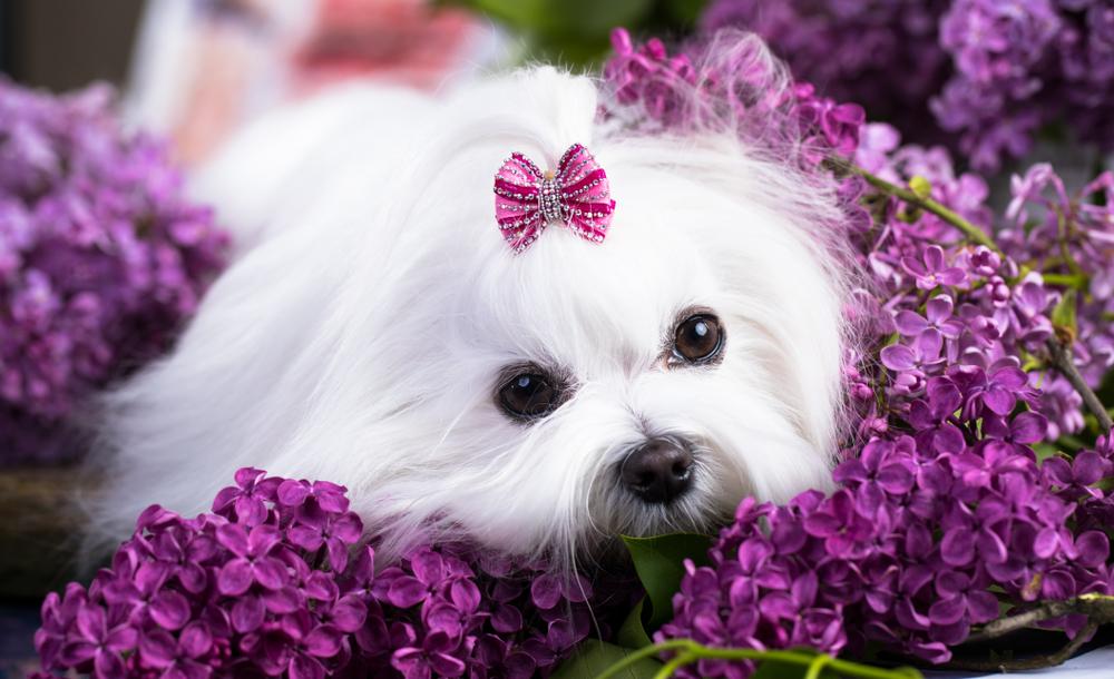 Самые здоровые маленькие породы собак: мальтезе