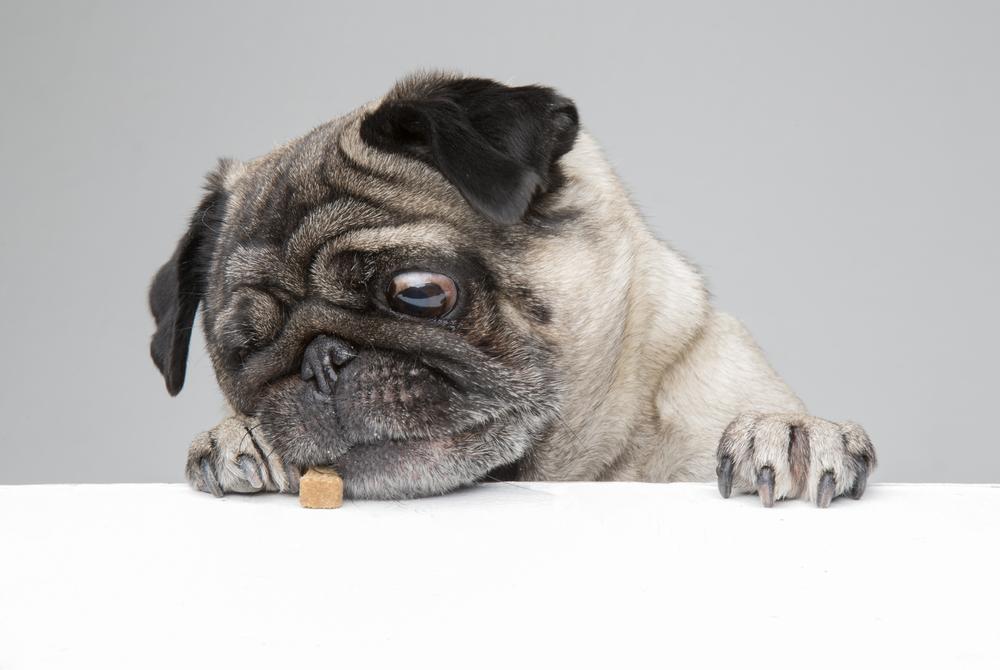 Кормление щенка мопса после 6 месяцев