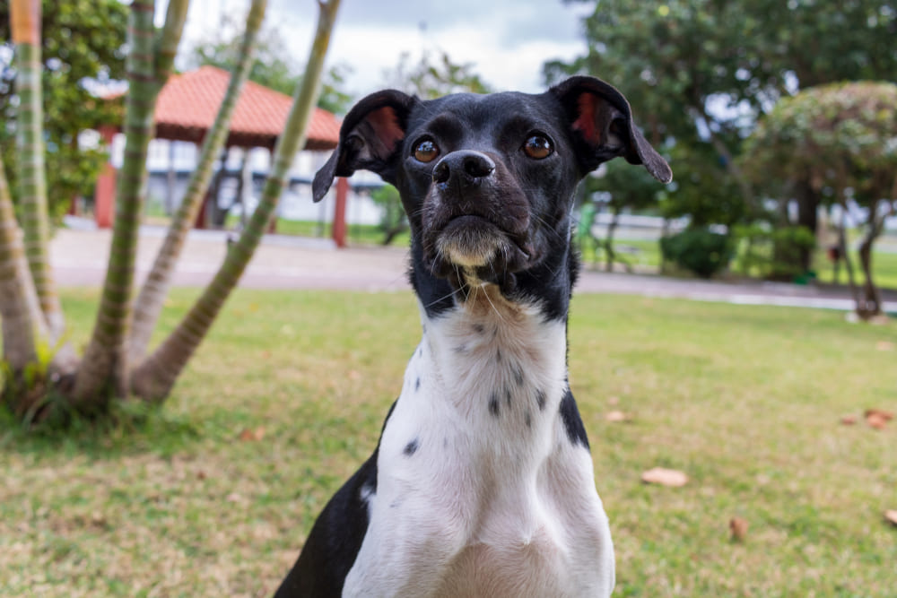 Это собака породы бразильский терьер