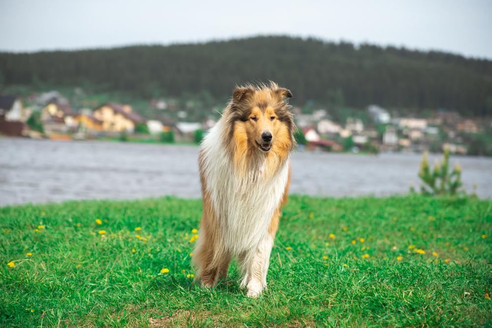 Ключевые факты о колли