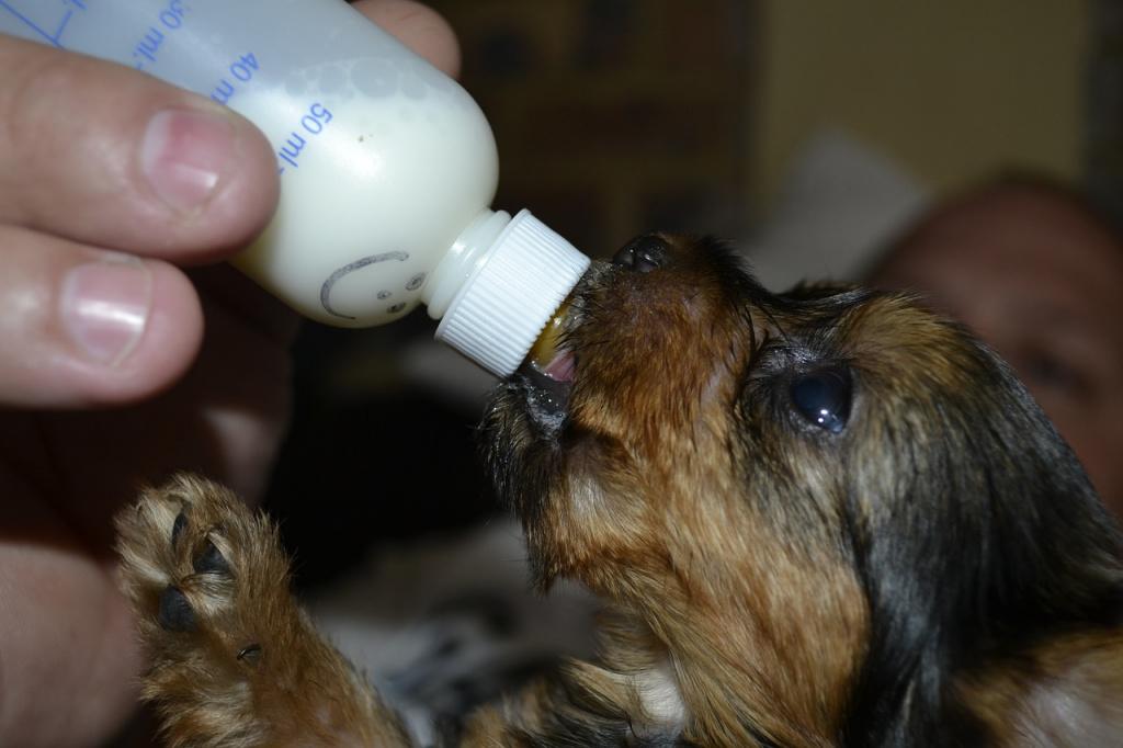 Молоко для искусственного вскармливания щенков
