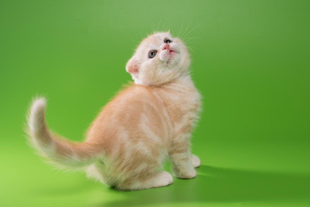 Окрасы табби у шотландских кошек: кремовый табби