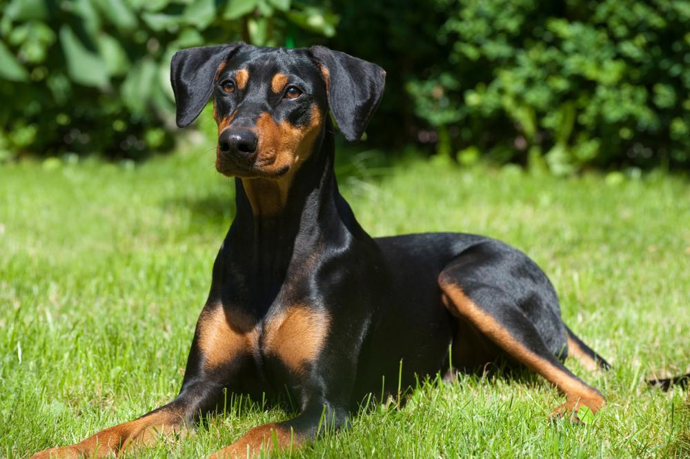 Doberman cora