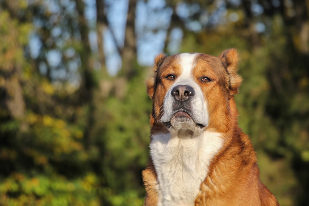 Владельцу необходимо знать, сколько длится беременность у алабая