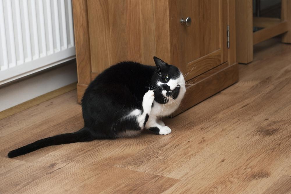 Диагностика блошиного дерматита у кошек